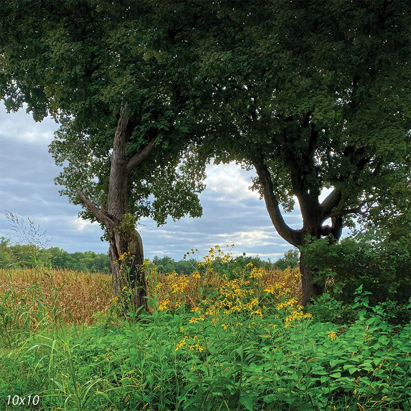 Field of Daisies Backdrop